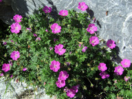 Geranium sanguineum