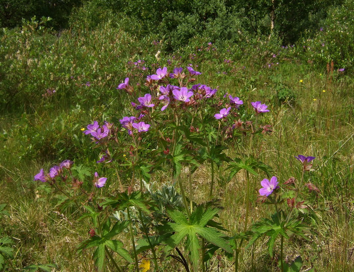 Geranium sylvaticum