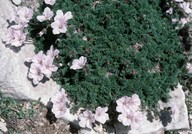 Geranium sibthorpianum