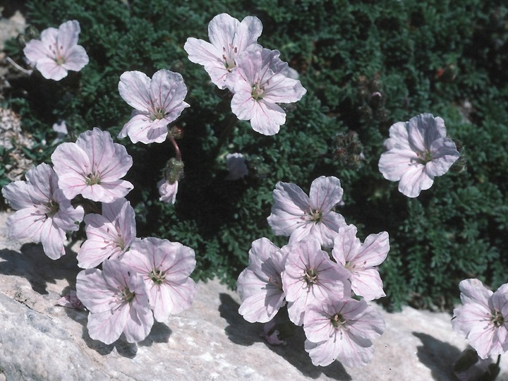 Geranium sibthorpianum