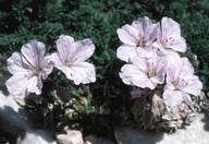 Geranium sibthorpianum