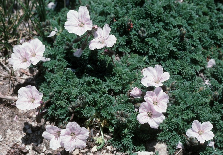 Geranium sibthorpianum