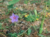 Erodium gruinum