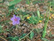 Erodium gruinum