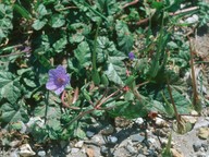 Erodium gruinum