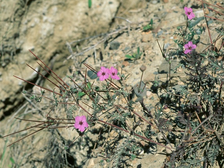 Erodium crassifolium