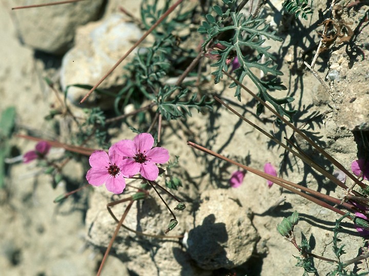 Erodium crassifolium