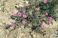 Erodium crassifolium