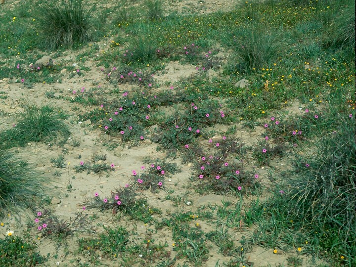 Erodium crassifolium