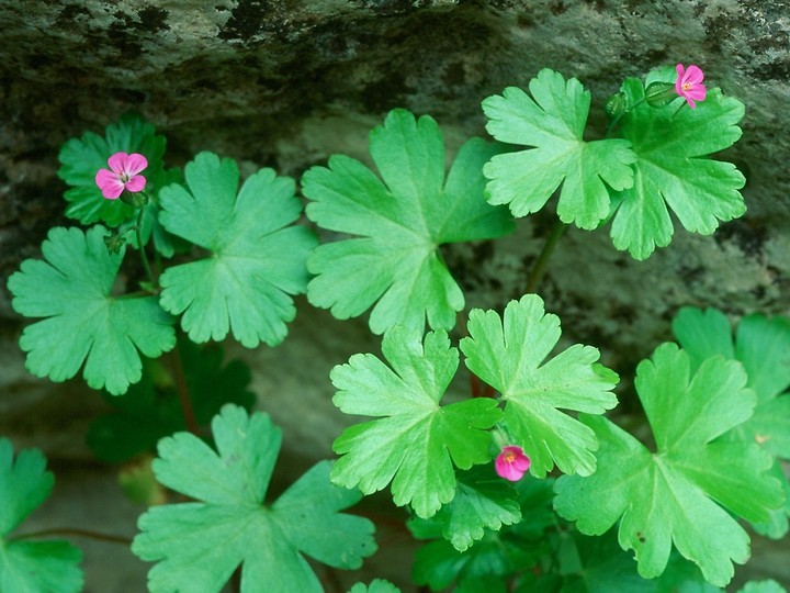 Geranium lucidum