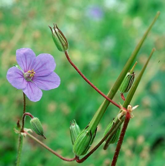 Erodium gruinum