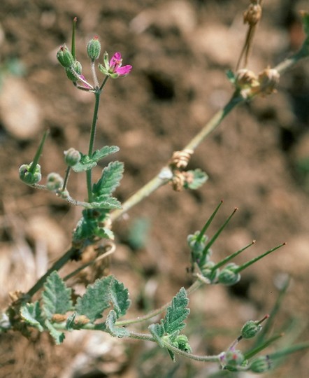 Erodium malacoides?