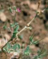 Erodium malacoides?