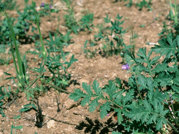 Erodium ciconium