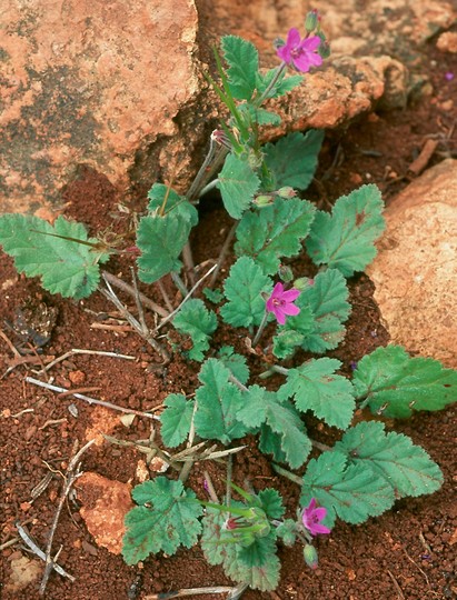 Erodium malacoides