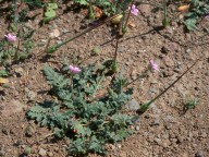 Erodium botrys