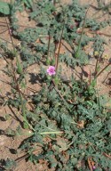 Erodium botrys