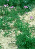 Geranium tuberosum