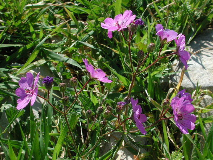 Geranium tuberosum