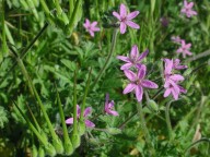 Erodium moschatum