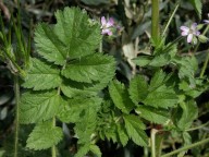 Erodium moschatum