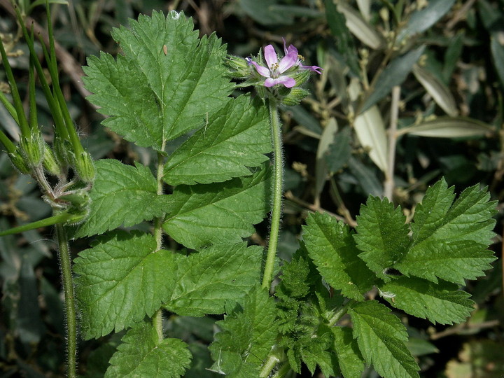 Erodium moschatum