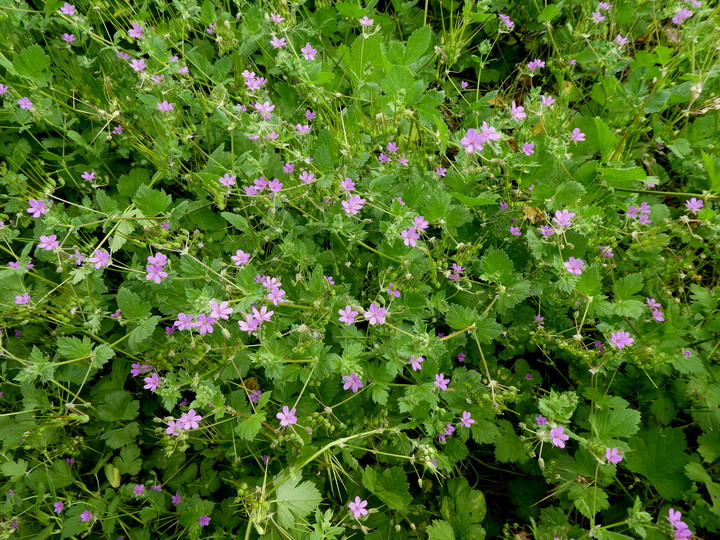 Erodium malacoides