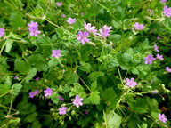 Erodium malacoides