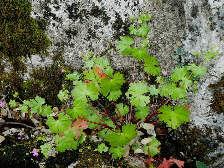 Geranium lucidum