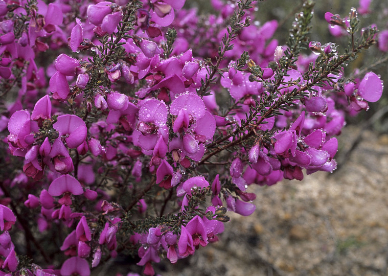 Gompholobium scabrum