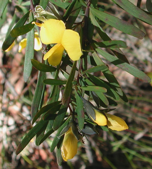 Gompholobium latifolium