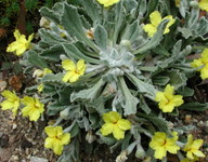 Goodenia affinis