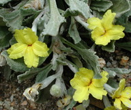 Goodenia affinis