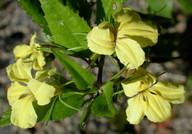 Goodenia ovata