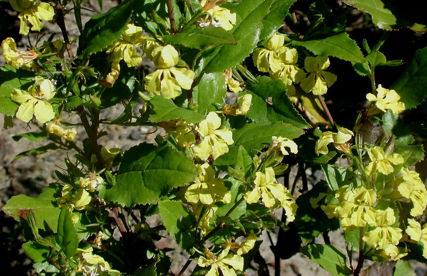 Goodenia ovata