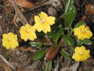 Goodenia blackiana