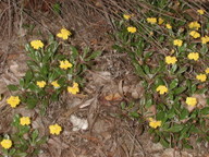 Goodenia blackiana