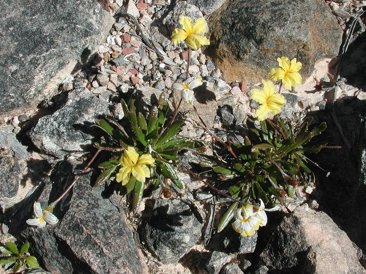 Goodenia geniculata