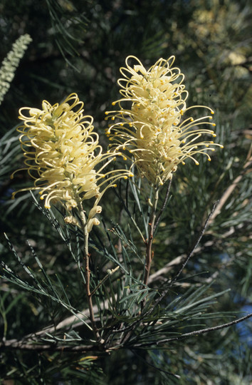 Grevillea whiteana