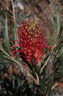 Grevillea sp.8