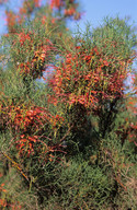 Grevillea dielsiana