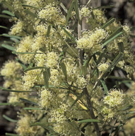 Grevillea argyrophylla