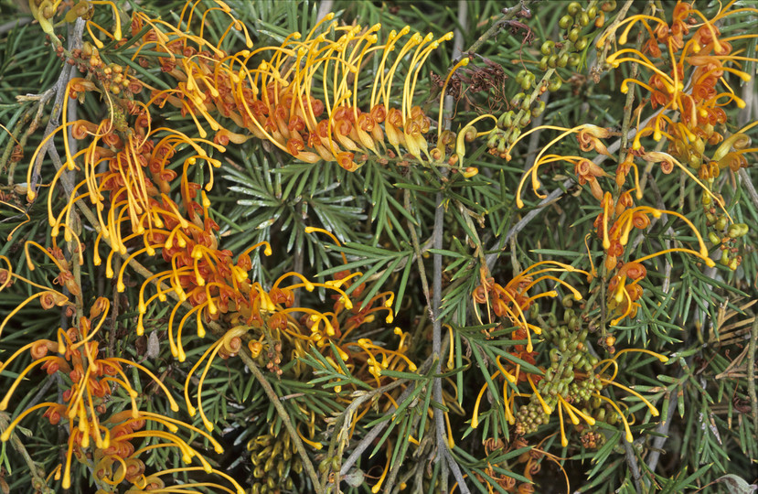 Grevillea tenuiloba