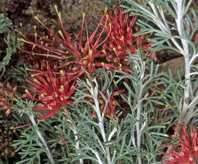 Grevillea thelemanniana