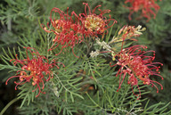 Grevillea sp.1