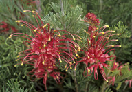 Grevillea sp.2