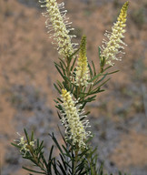 Grevillea trachytheca