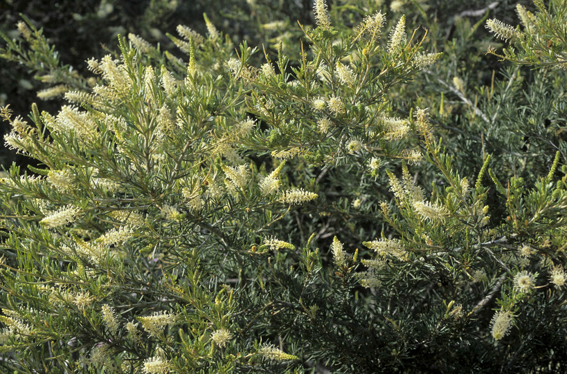 Grevillea trachytheca