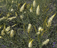 Grevillea intricata