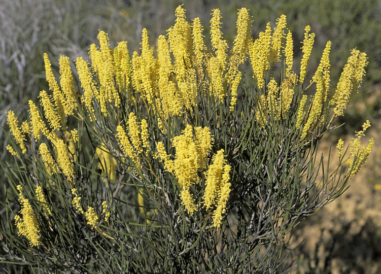 Grevillea didymobotrya